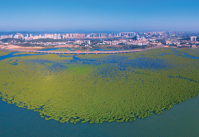 东湾红树林