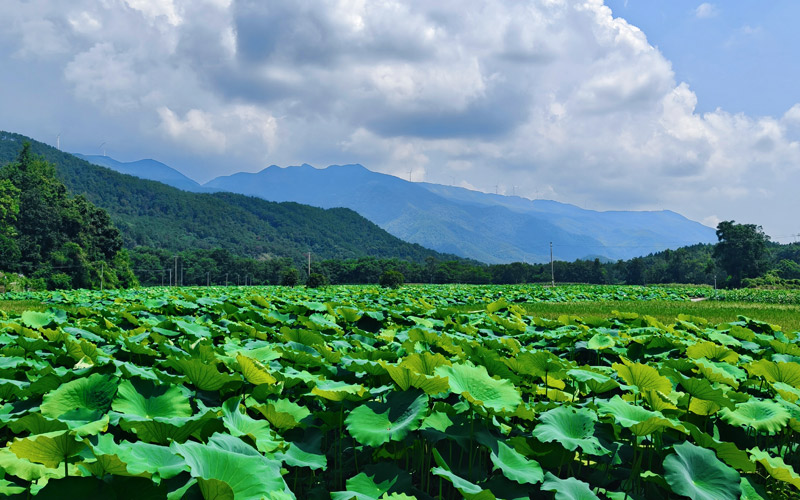 “荷潭阅色”农文旅融合项目百亩种植基地